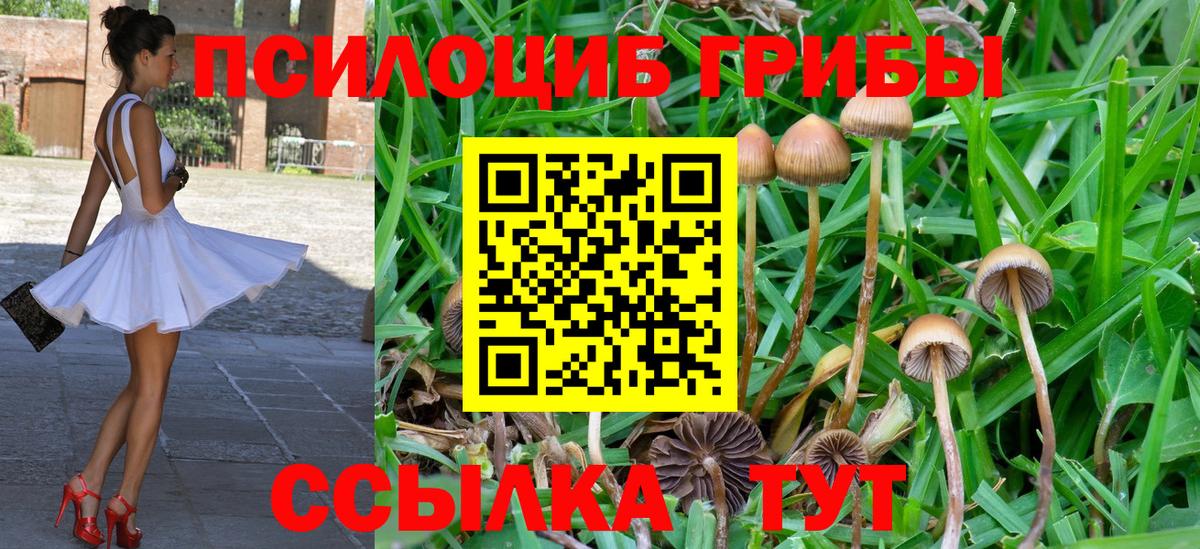 Псилоцибиновые грибы Psilocybe Южно-Сахалинск